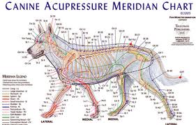 CanineChart