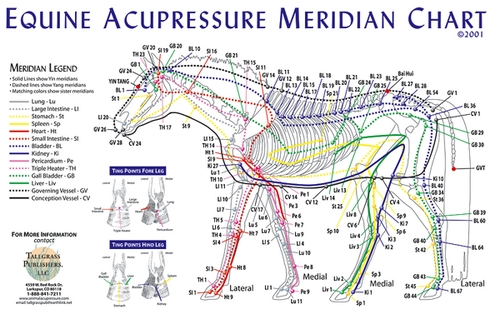 Equine Acupuncture Chart