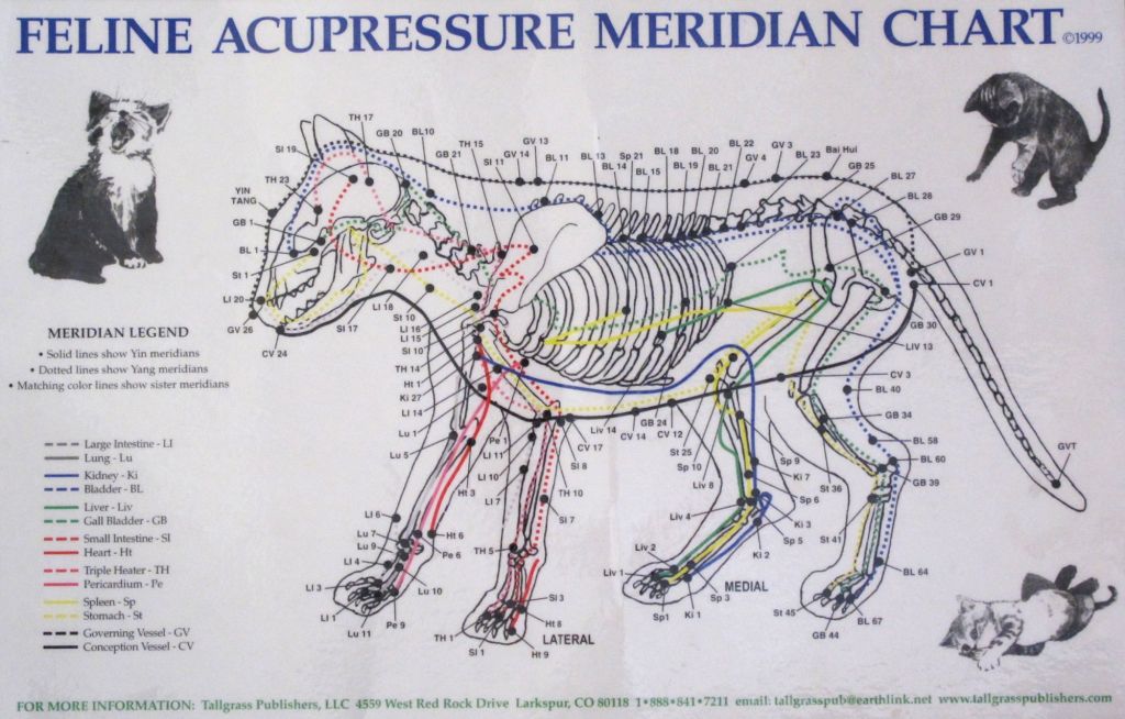 What Can You Use For Dog Constipation What Can You Use For Dog Constipation