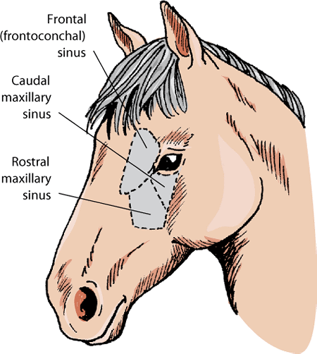 DDH_horse_paranasal_sinuses